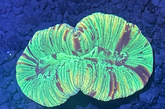 Aussie Trachy Brain Coral 002