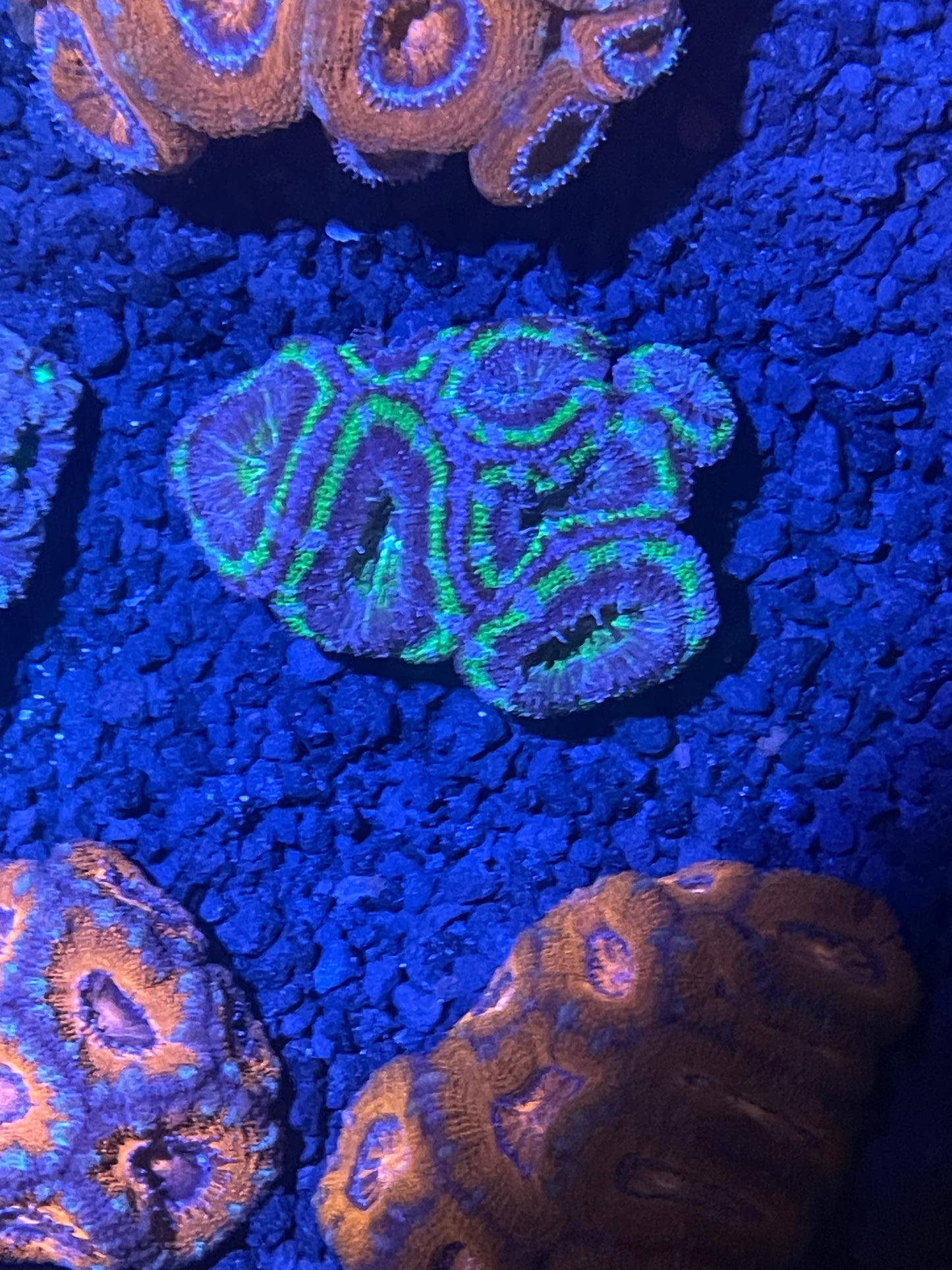 Lord Acan Nano Colony 001