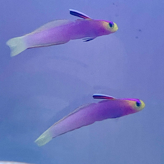 Helfrichi Firefish