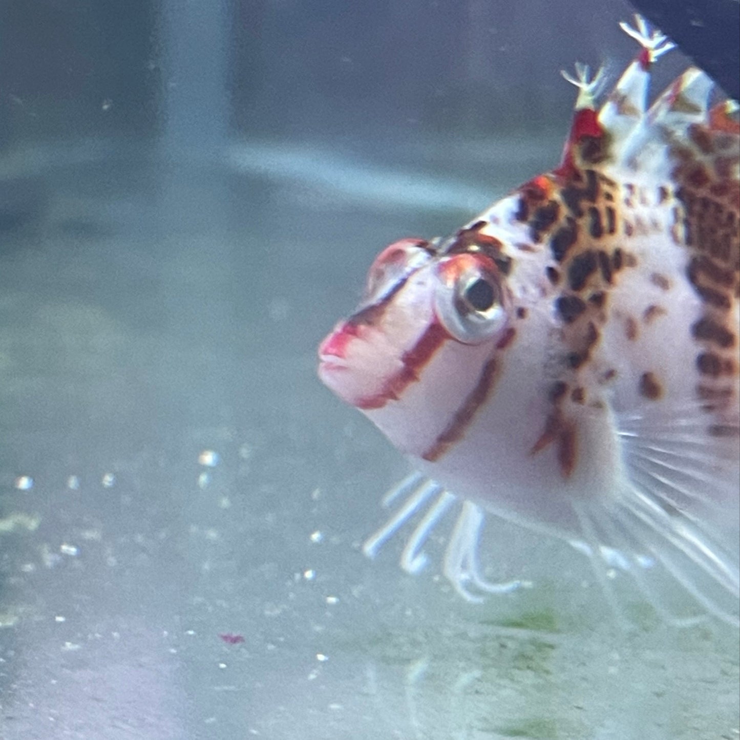 Coral Spotted Hawkfish