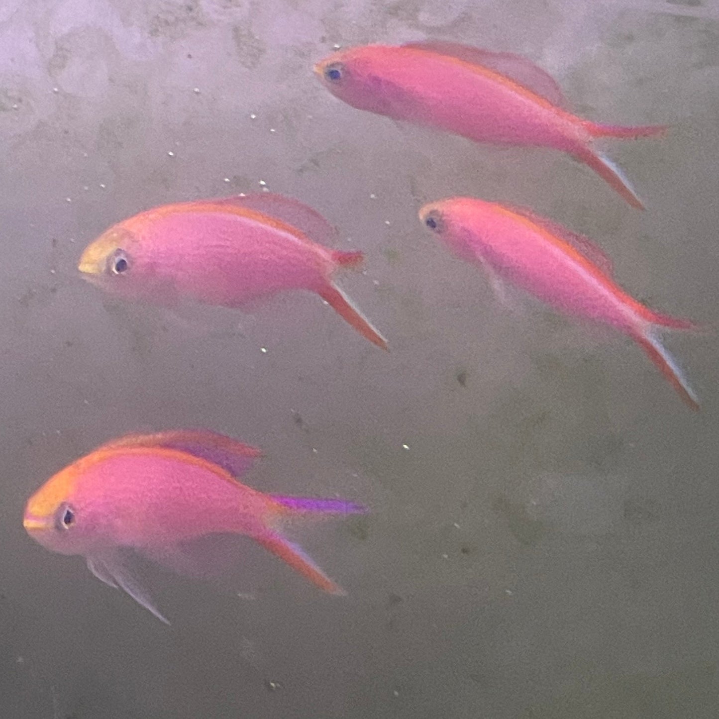 Princess Anthias