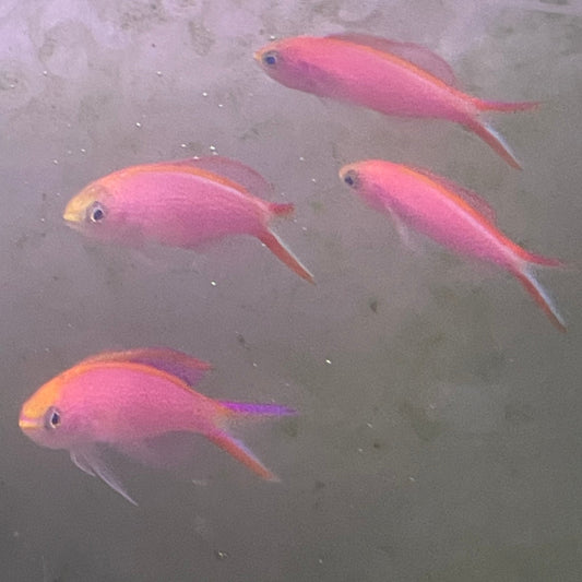 Princess Anthias