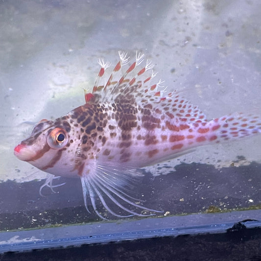 Coral Spotted Hawkfish