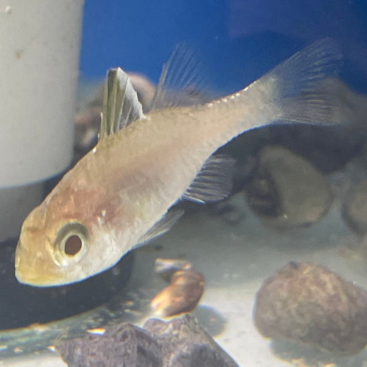 Frost Fin Cardinal