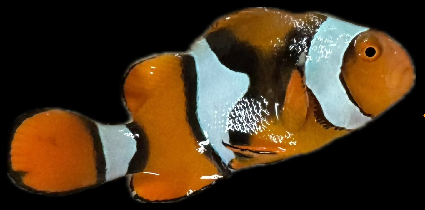 Clownfish