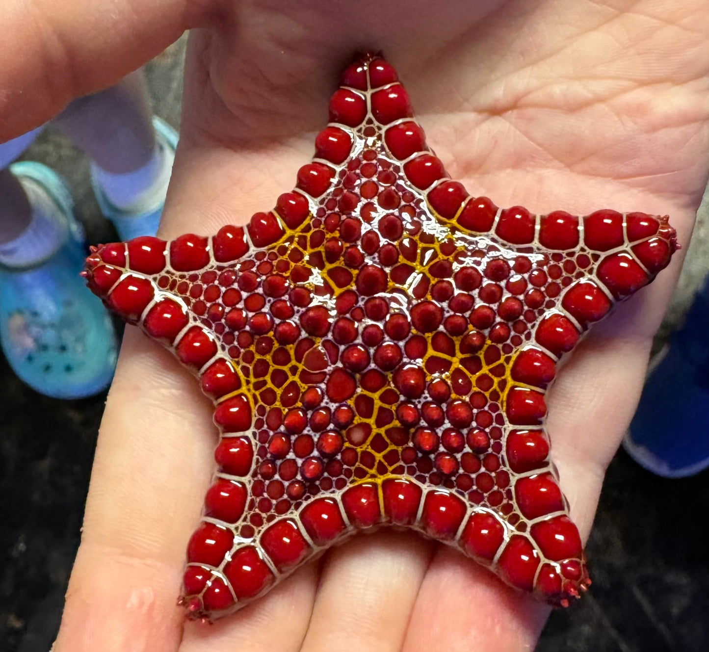 Red Biscuit Sea Starfish