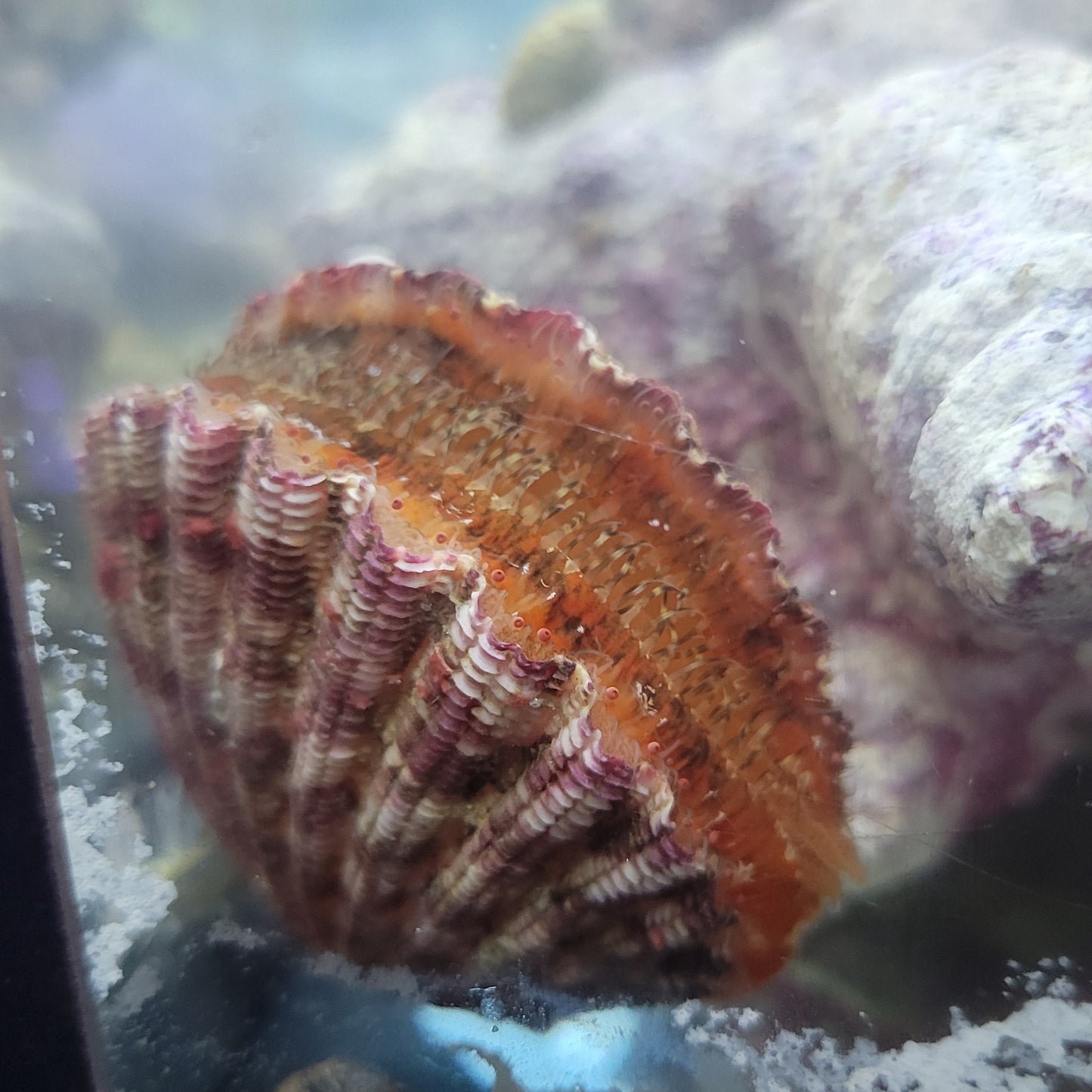 Purple Scallop